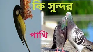 প্রকৃতির পাখি Natural birds anowarvlog monajdey🦜🕊️🕊️🦩🦆🥰