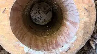 KÜTÜK KARAKOVAN BAL