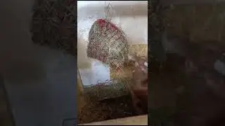Ночной жор,2й день на пп #жизньвдеревне