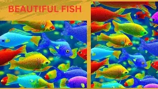 different colour and beautiful fish|| पोखरिमा धेरै अनि विभिन्न रङ्गको माछा हरु