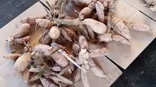 Моменты сельской жизни 29