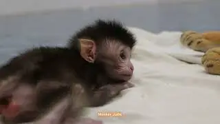 Lovely newborn baby monkey Ting Ting trying to get milk look so hungry