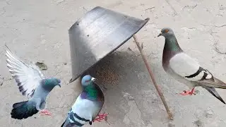 Sample pigeon trap//Amazing bird trap|Pigeon trap easy homemade