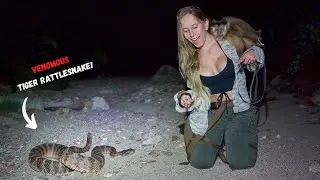 Tobie the Tiger Rattlesnake King!