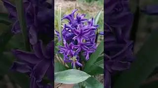 Первые тюльпаны #garden #nature