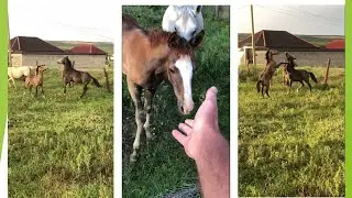 Арабские Лошади в Дагестане.