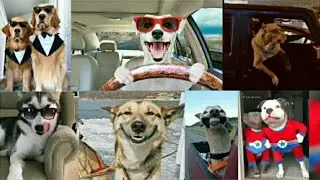 50 shades of dogs || funny dog videos || try not to laugh