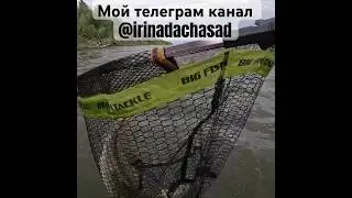ТРОФЕЙНАЯ ЩУКА 