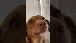 Scooter is perfecting his asmr craft!!! Drop a ‘good boy’ in the chat for scooter 🫡