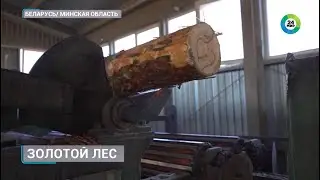 Золотой лес | Белорусские пиломатериалы на торгах подорожали на четверть