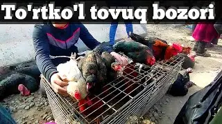 Yangi To'rtko'l | To'rtko'l tovuq bozori 05.03.2023 #YangiTurtkul #tovuqlar #narxlari