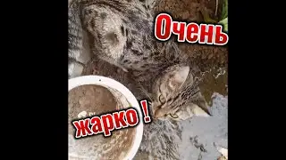 Очень жарко