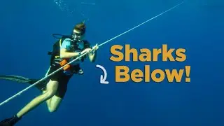 Surrounded by Sharks!... Why?  (Wreck Diving, St. Thomas)