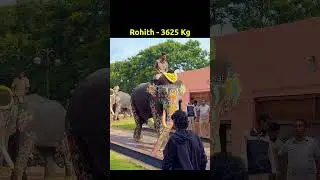ಮೈಸೂರು ದಸರ 2024 ಆನೆಗಳ ತೂಕ ಎಷ್ಟು ನೋಡೋಣ Mysuru Dasara Elephant Weight Check 2024 Dhananjaya Highest