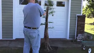 Another Monster Bald Cypress Bonsai