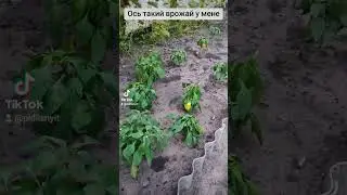 🧺Не вдалий урожай оргіків в теплиці.