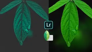 ♦️ MOODY GREEN USING LIGHTROOM @THEMOODYTONE