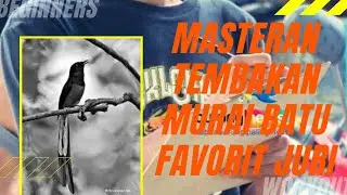MASTERAN TEMBAKAN MURAI BATU FAVORIT JURI