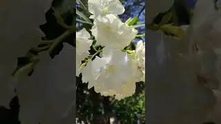Цветущий кустарник в Абхазии. Сухуми 2024.