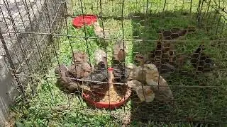 Pollitos Salvados