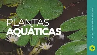 Plantas aquáticas