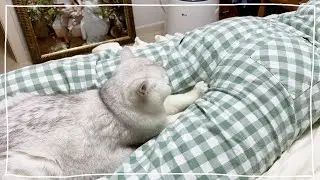Why are you Cat kneading there?