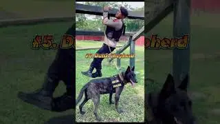 "7 Best Police Dog Breeds for Crime-Fighting!" #shorts #dog #doglover