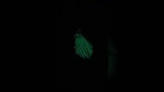 Happy Halloween 48 hour sale (read description)