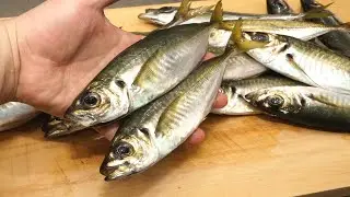 小アジのさばき方と塩漬け「アンチョビ風」の作り方！　How to handle small horse mackerel and how to make salted 