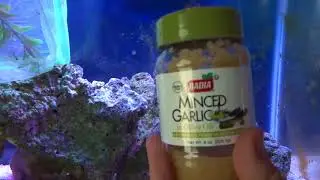 Natural Cure For Pop Eye (and other infections in fish)