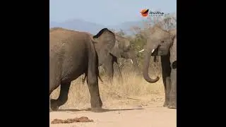 How to settle a dispute, elephant-style! 🐘💥 #wildlife #animals #elephant #africansafari #krugerpark