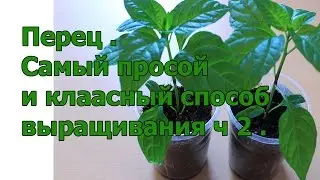 Рассада перцев ч 2  .Самый лучший способ выращивания .