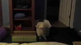 Kitty gets stuck trying to fetch ball