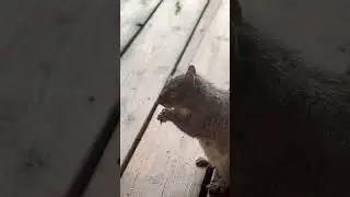 Squirrel 🐿️