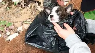 The tiny puppy asked people for help for a long time, but no one noticed him!
