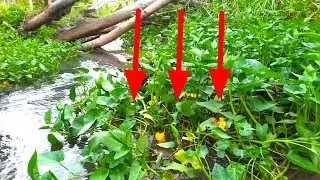 BERBURU SIBU IKAN DISUNGAI DAPAT IKAN KECIL BANYAK