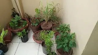 barish or garam garam samosy
