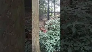 Bangalore zoo lion king #shorts #shortvideo #shortsfeed #shortsviral