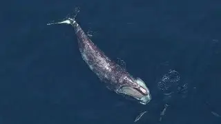 Facts: The North Atlantic Right Whale