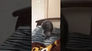 Кот Умывается, Прикол, Ржака