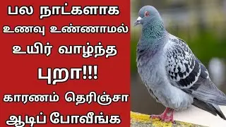 பல நாட்களாக உணவு உண்ணாமல் உயிர் வாழ்ந்த புறா காரணம் தெரிஞ்சா ஆடிபோவீங்க Tamil katta vandi