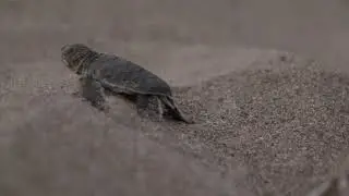 Bébés-tortues - Turtle hatchlings