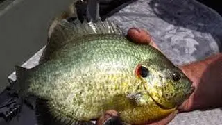 Fishing Florida Shellcrackers - MWOutdoors