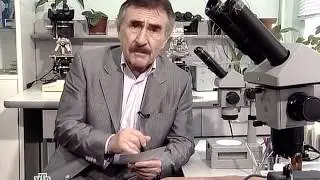 НТВ Следствие вели Маленькие Ангелы