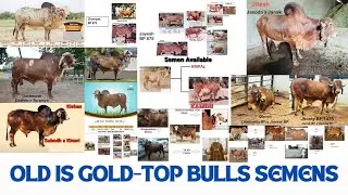 Old is Gold-Top Gir Bulls Semens 💫