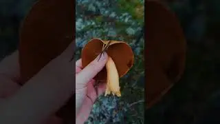 Тихая охота