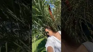 Рассветы 