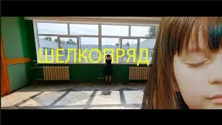 Шелкопряд