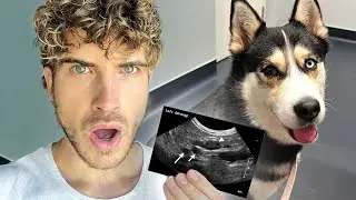 How Many Puppies is my Pregnant Husky Having? *SHOCKING RESULTS!*