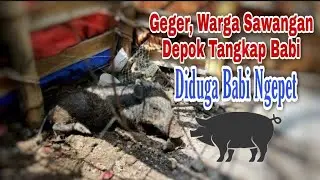GEGER !! WARGA BEDAHAN SAWANGAN DEPOK TANGKAP B4B1 NGEPET